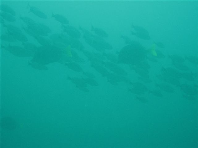 school of fish